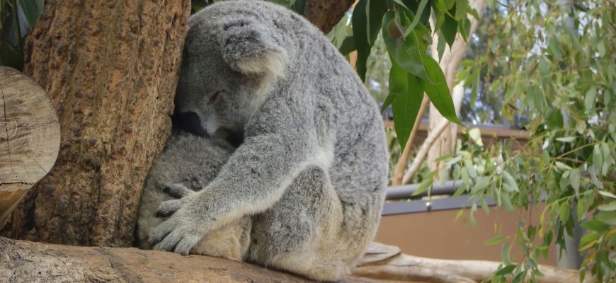 Sydney discount coupons taronga zoo